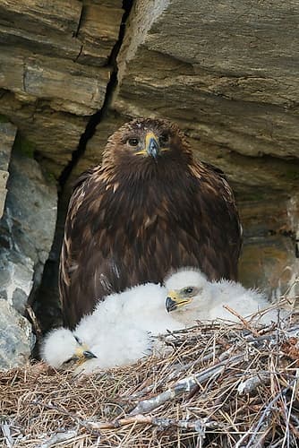 Golden eagle parent watches over young chicks in the nest, Alaska Art Print